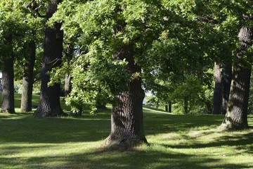 Big tree in the garden.