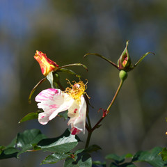 Pollen of roses