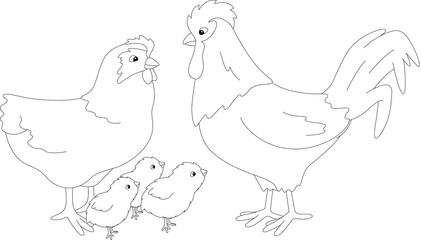 Set of cock, hen and chicks. Vector illustration. Coloring book