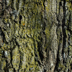 Texture of bark of tree