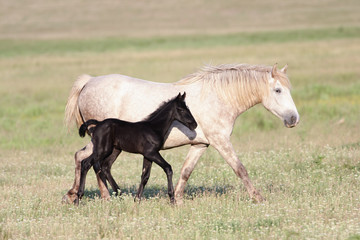 Naklejka na ściany i meble Two horses, black foal and white mother