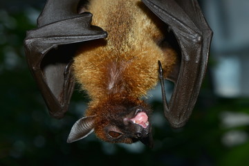 Flughund oder Flugfuchs