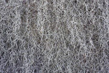 spanish moss background.