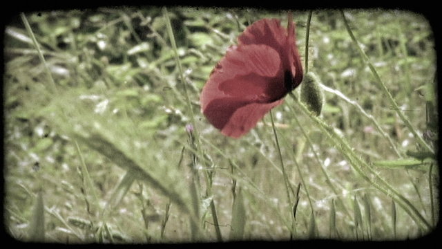 Italian Flowers 3. Vintage stylized video clip.