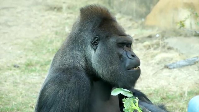 A gorilla male, severe silverback, side view close up, eating green broccoli. Great ape, the most dangerous and biggest monkey of the world. Amazing beauty of the wildlife in the HD footage.
