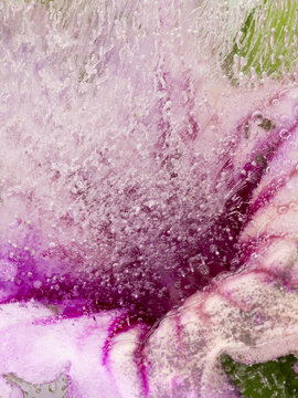 abstraction with pink delicate flower