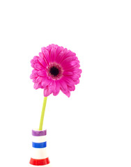 pink gerbera flower in a vase isolated