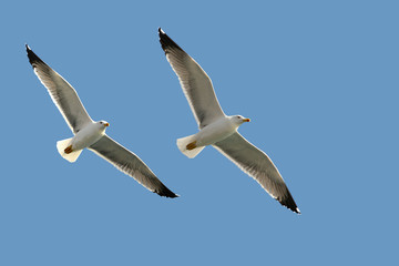 Two sea gulls
