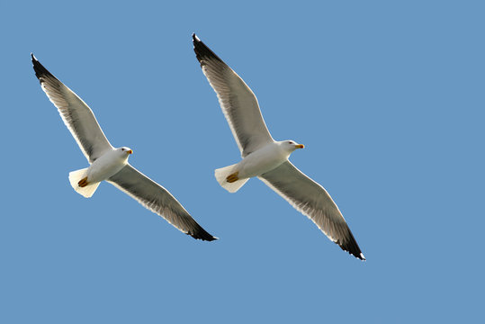 Two sea gulls