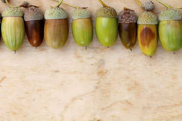 acorns, oak, wooden background