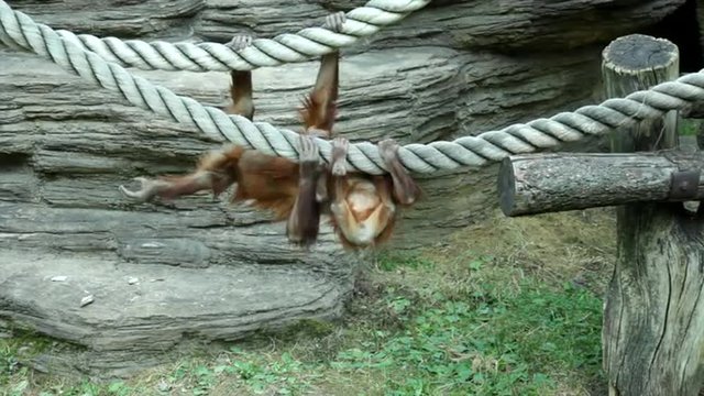 Careless childhood of the two orangutan brothers on the thick ropes. Little great apes are going to be an alpha males. Human like monkey cubs in shaggy red fur on the rocky background.
