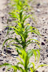 corn field. close-up  