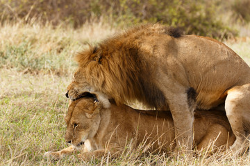 Löwen