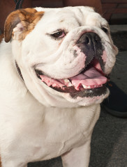 English bulldog standing by his owner and smiling at a farmers market