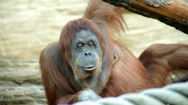 A mature orangutan female, savoring something. Long eye contact with some immodest onlooker. Amazing great ape with human like expression. Wild beauty of the big primate.

