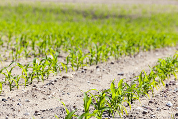 corn field. close-up  