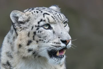 Fotobehang Snow leopard © Marek R. Swadzba