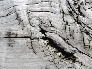 Unusual natural gray wood texture.