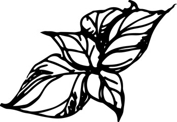 Basil. Vector Illustration