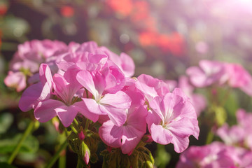 Geranium flowers in the garden