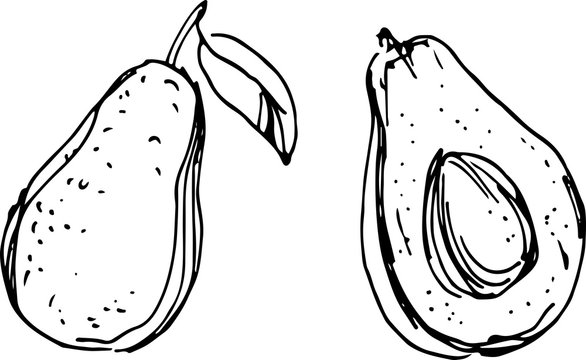 Avocado. Vector Illustration
