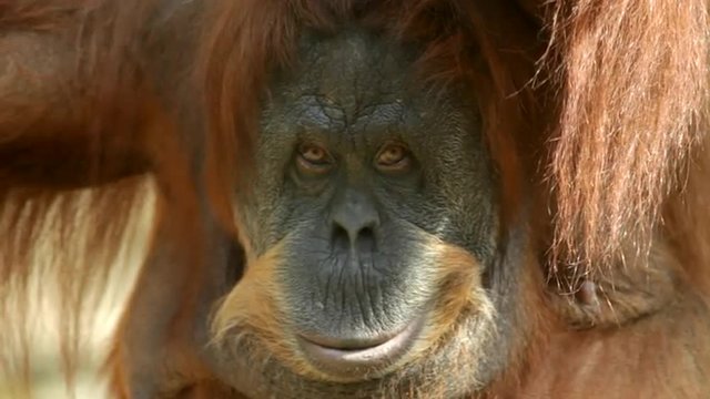 Stare of a mature orangutan female. Amazing great ape with human like expression. Wild beauty of the excellent big primate in the amazing HD footage.
