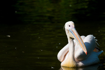 great white pelican