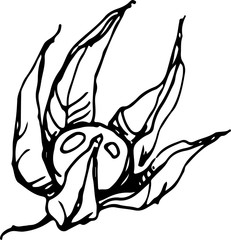 Fisalis. Vector Illustration