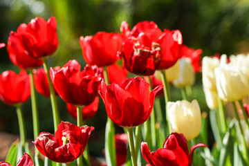 Tulips are blooming in the garden.