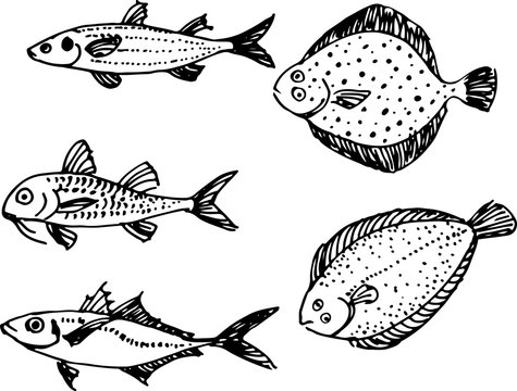 Goat Fish Vector รูปภาพGoatfish – เลือกดูภาพถ่ายสต็อก เวกเตอร์ และวิดีโอ5,126 | Adobe Stock