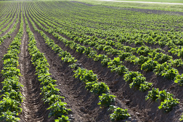 Field with potato