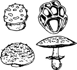 Mushroom set. Vector illustration