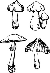 Mushroom set. Vector illustration