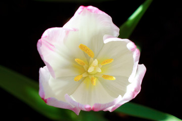 Fototapeta na wymiar Tulips are blooming in the garden.