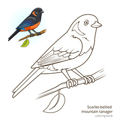 Scarlet bellied mountain tanager color book vector