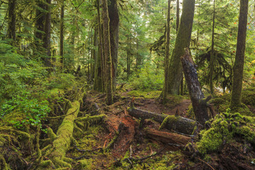 Obraz premium Hoh Rainforest, Olympic National Park, Washington state, USA