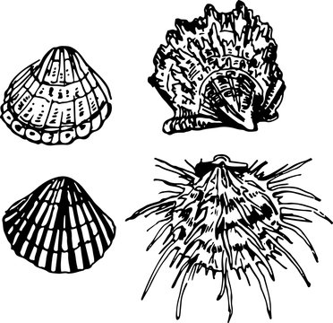 Shell set. Vector illustration