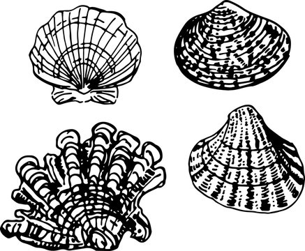 Shell set. Vector illustration