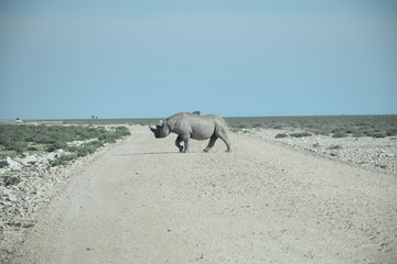 Spizmaulnashorn läuft über den Weg
