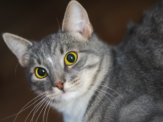 domestic short-haired young whiskered cat looking