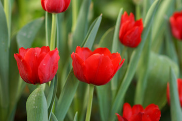 Tulips are blooming in the garden.