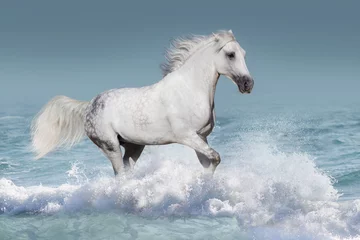 Raamstickers Wit Arabisch paard galoppeert in golven in de oceaan © callipso88