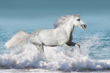 White stallion run gallop in waves in the ocean - obrazy, fototapety, plakaty