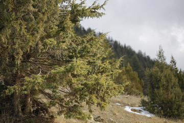 Fototapeta na wymiar The pine trees on Taurus Mountains.
