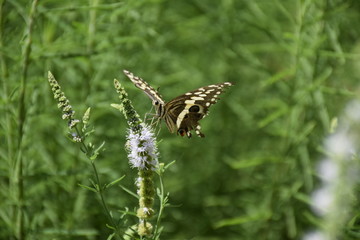 Schmetterling im Anflug auf eine Minzenblüte