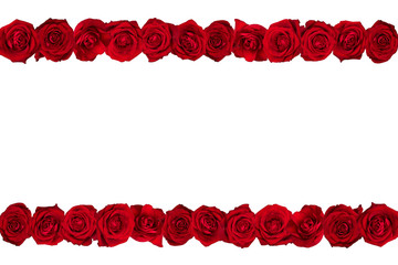 Red roses arranged in lines. White background.
