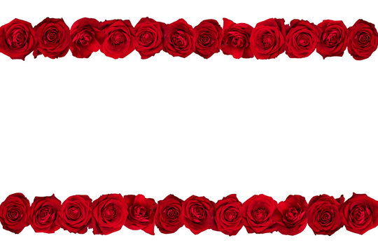 Red roses arranged in lines. White background.