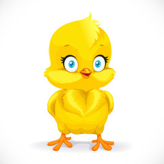 Beautiful little yellow chicken isolated on a white background