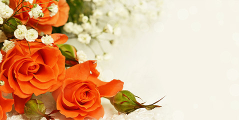 Obraz premium Rose flowers on white background