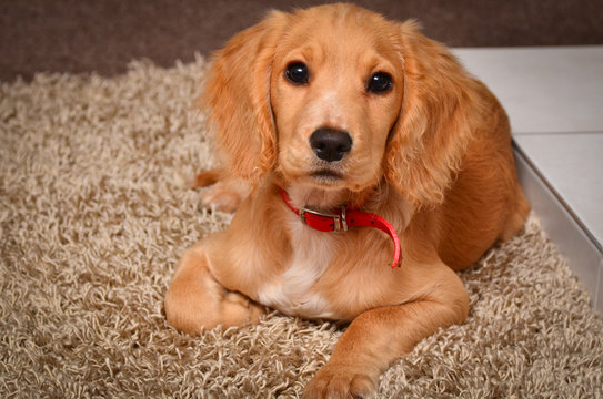 Working cocker spaniel taking a break on the rug